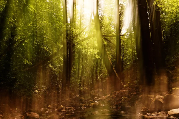 Bir ormandaki bir bulanıklık — Stok fotoğraf