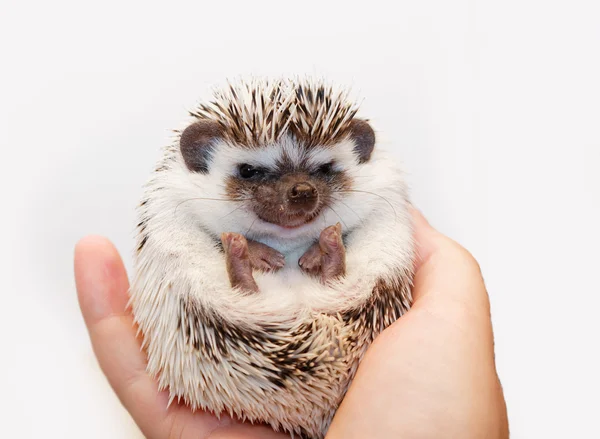 Niedlicher kleiner Igel — Stockfoto