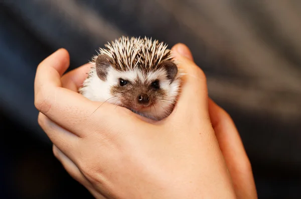 Niedlicher kleiner Igel — Stockfoto