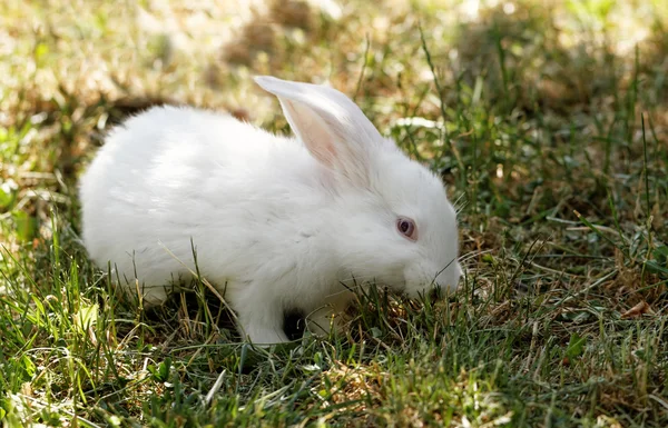 Witte bunny in gras — Stockfoto