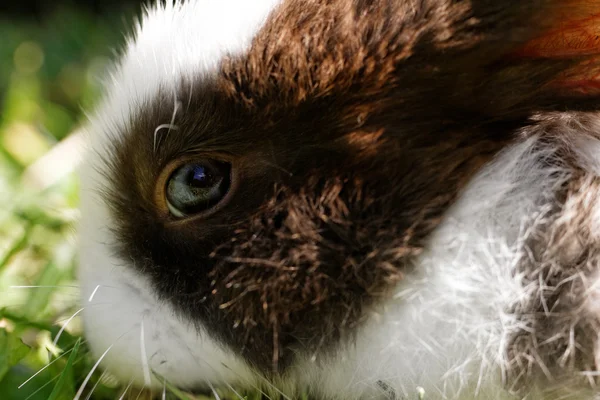 Schattig konijntje in gras — Stockfoto