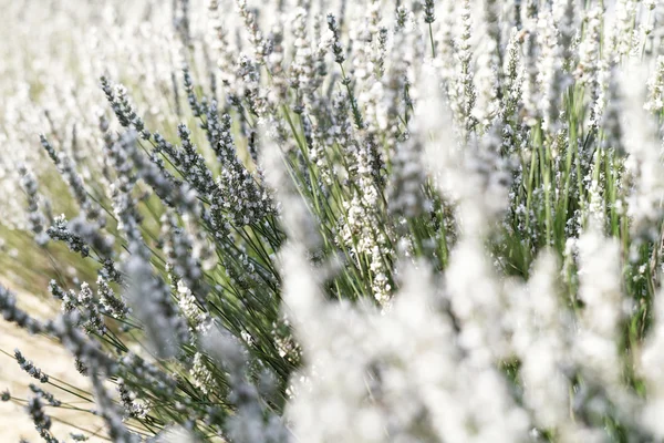 White lavender flowers — Stock Photo, Image