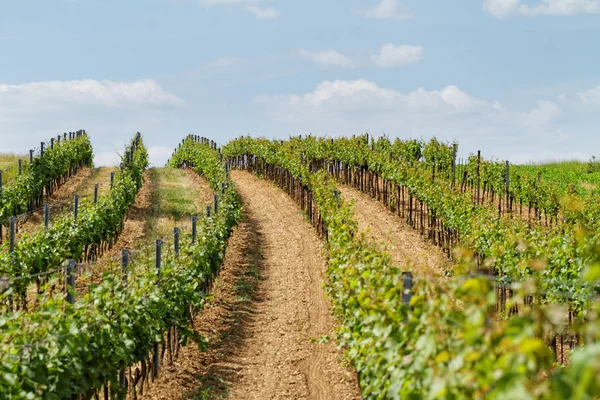 Красиві Токай виноградник — стокове фото
