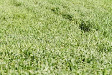 Taze yeşil çimenler