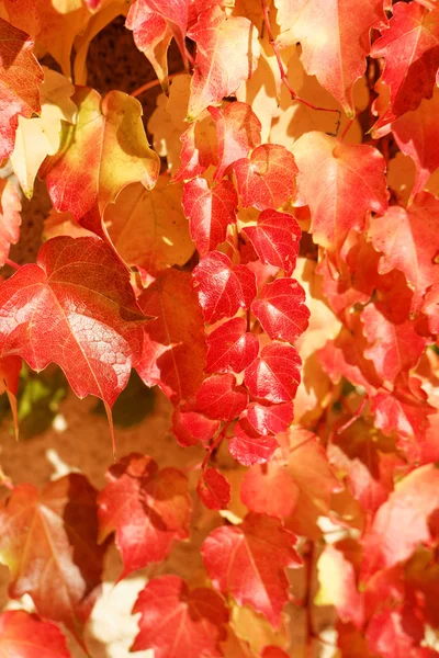 Цветные листья осенью — стоковое фото