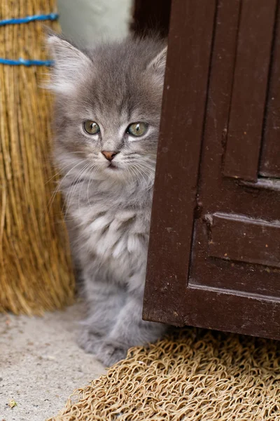 Bella gattino grigio — Foto Stock