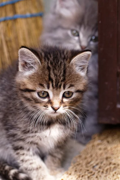 Güzel tabby yavru kedi — Stok fotoğraf