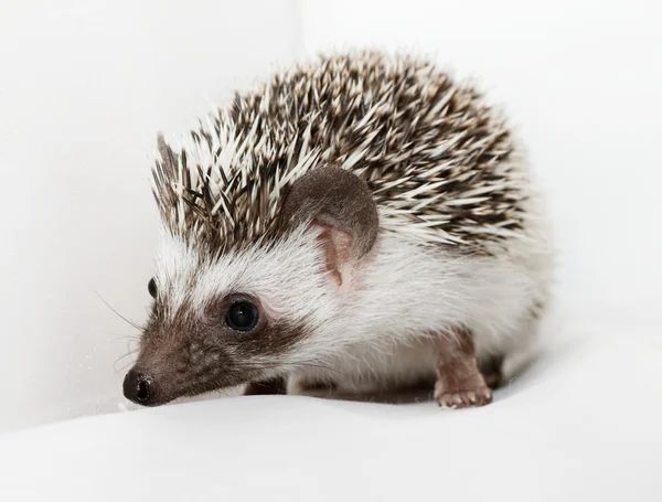 Niedlicher kleiner Igel — Stockfoto