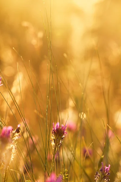 Pink meadow flowers — Stock Photo, Image