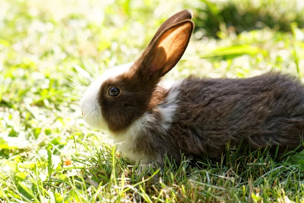 Bunny in green grass — Stock Photo, Image