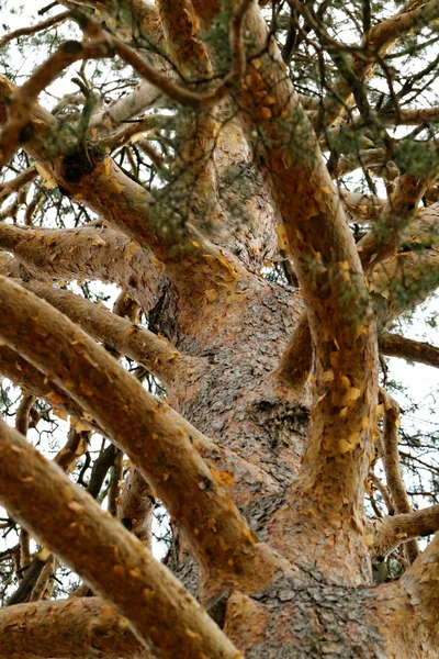 枝のある木の幹 — ストック写真