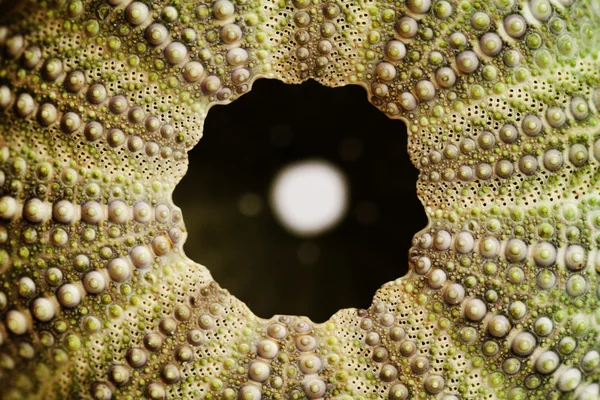 Sea urchin shell — Stock Photo, Image