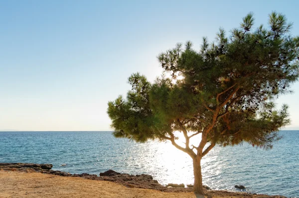 Havet och träd i Grekland — Stockfoto