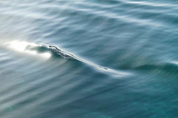 Beautiful sea in summer — Stock Photo, Image