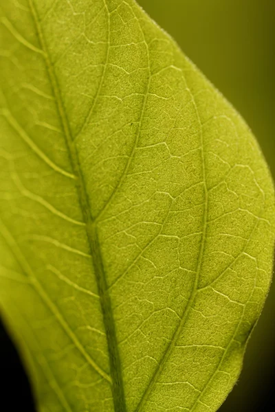 Friske grønne blade - Stock-foto