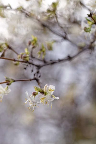 Bel arbre à fleurs — Photo