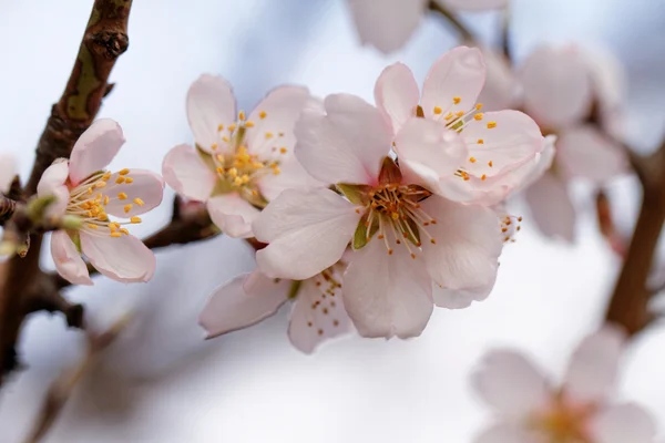 Beautiful flowering tree — Stock Photo, Image