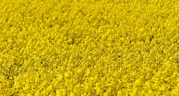 Campo de canola floreciente — Foto de Stock