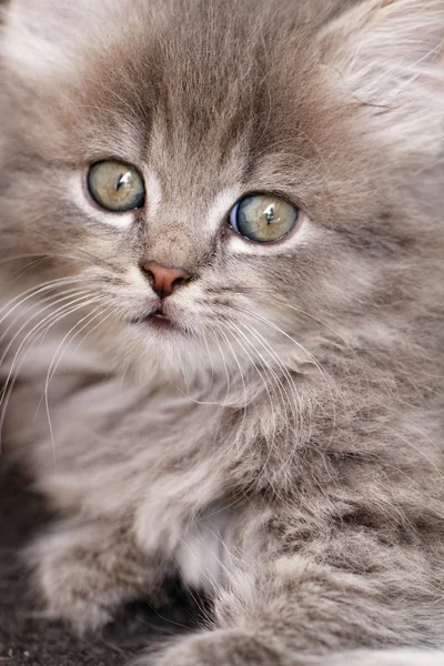 Schönes graues Kätzchen — Stockfoto