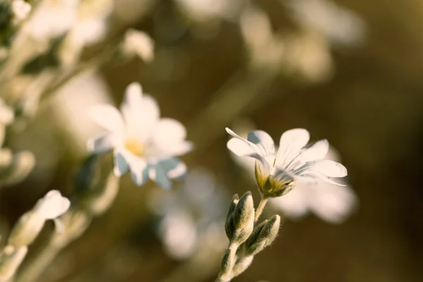 Bílá květina v zahradě — Stock fotografie