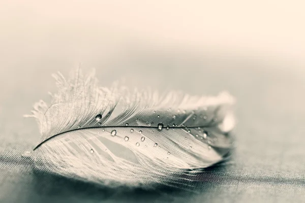 Pluma con gotas de agua — Foto de Stock