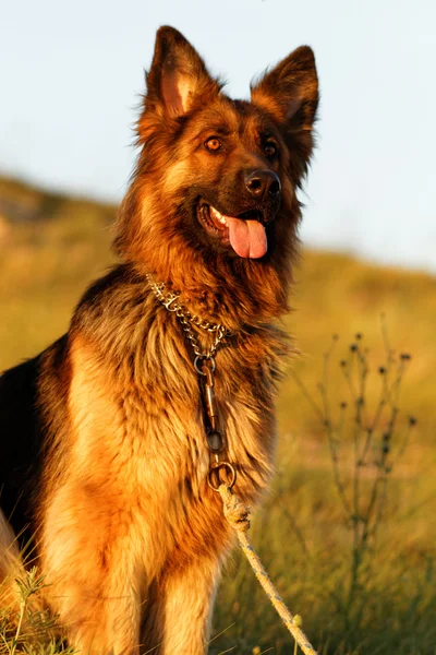 Tysk hyrdehund - Stock-foto