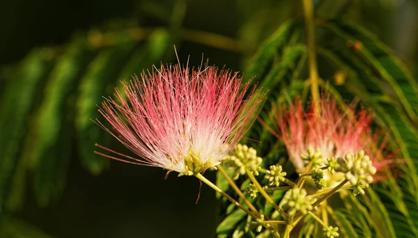 Belles fleurs d'acacia — Photo