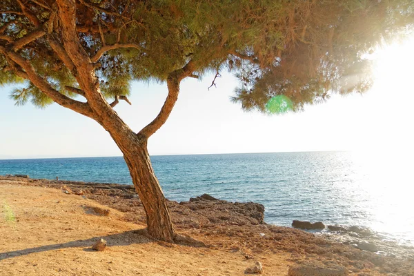 Havet och träd i Grekland — Stockfoto