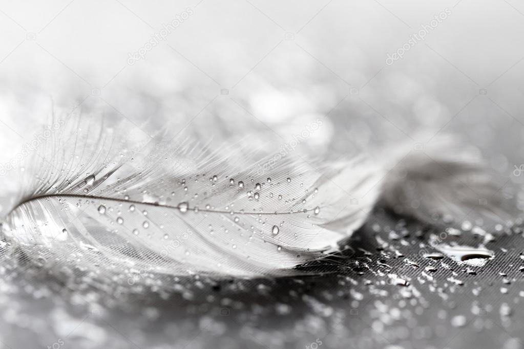 Feather with water drops