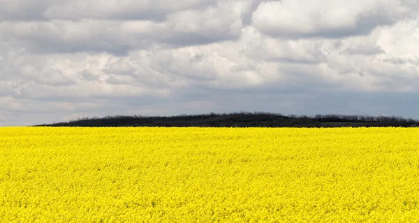 Feld mit gelbem Raps — Stockfoto