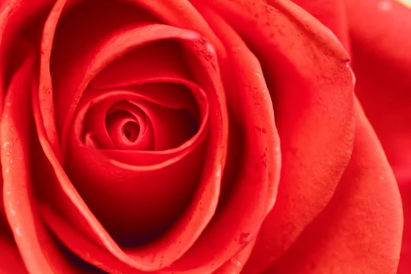 Bellissimo fiore di rosa — Foto Stock