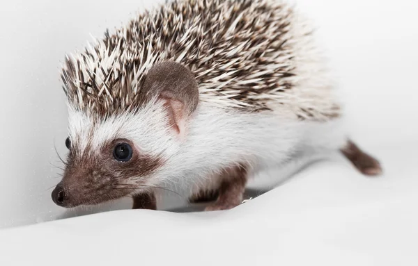 Hedgehog kecil yang lucu — Stok Foto