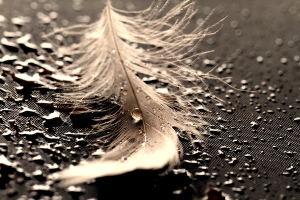 White feather a vízcseppek — Stock Fotó