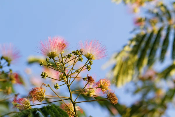 Acacia et ciel bleu — Photo