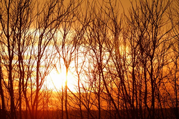 枝とドラマチックな日没 — ストック写真