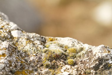 Sonbaharda tepelik yer