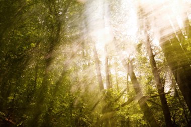 Bulanık ağaçlar arka plan