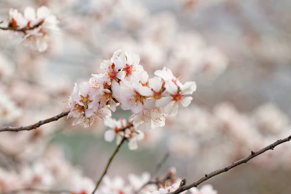 सुंदर फुलांचा वृक्ष — स्टॉक फोटो, इमेज