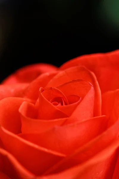 Hermosa rosa roja — Foto de Stock