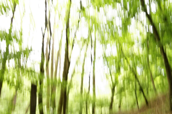 Blurred trees background — Stock Photo, Image