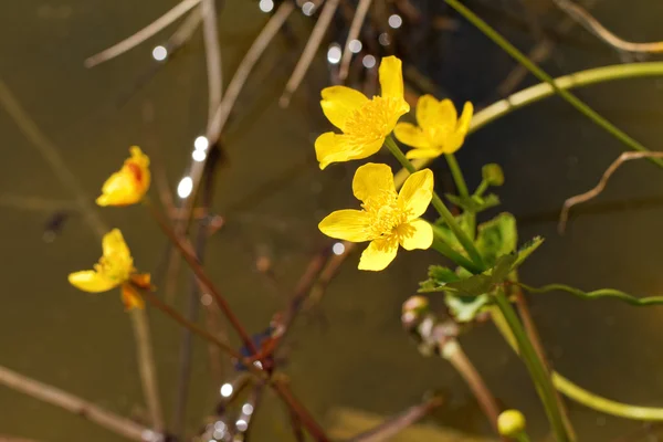 Small yellow flowers — Stock Photo, Image