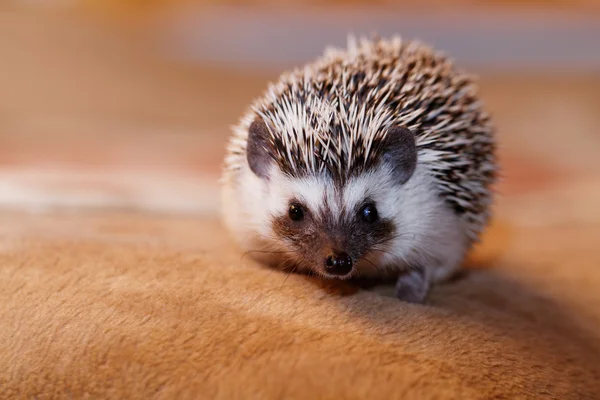 Hedgehog kecil yang lucu — Stok Foto