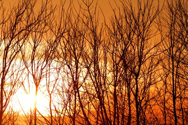 Ramas y puesta de sol dramática —  Fotos de Stock
