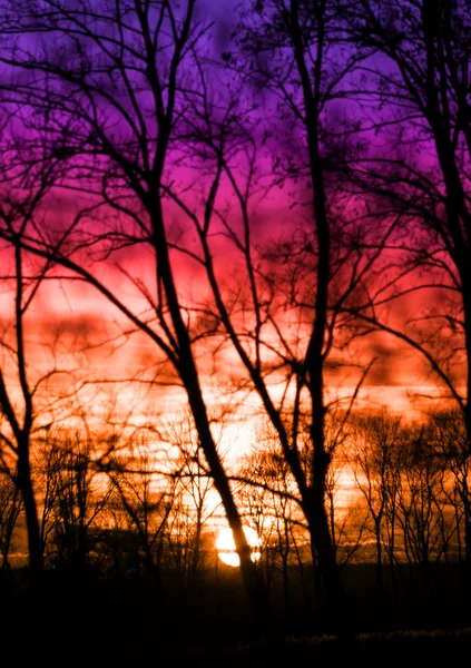 Takken en dramatische zonsondergang — Stockfoto