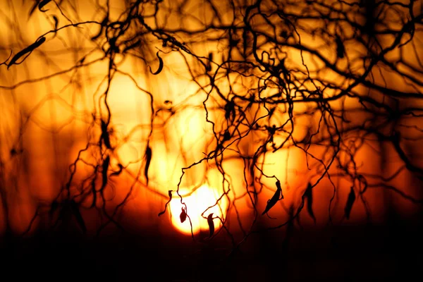 Äste und dramatischer Sonnenuntergang — Stockfoto