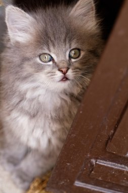 Güzel yeşil gözlü yavru kedi