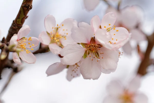 春季棵开花的树 — 图库照片