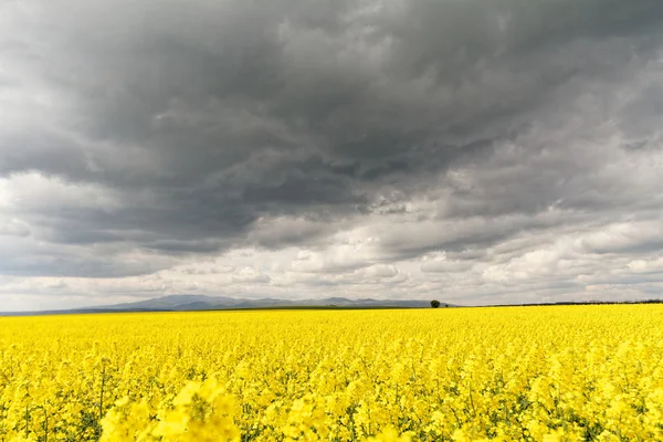 Colza e céu com nuvens — Fotografia de Stock