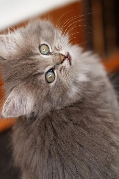 Hermoso gatito de ojos verdes — Foto de Stock