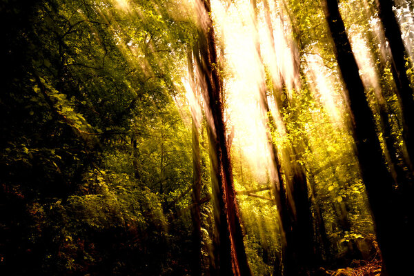 Blurred trees background in a forest
